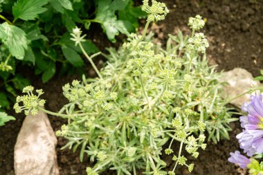 Saint Gallen, İsviçre, 19 Nisan 2025 Eriogonum Heracleoides veya botanik bahçesindeki karabuğday bitkisi