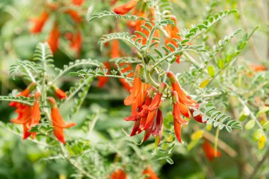 Saint Gallen, İsviçre, 19 Nisan 2025 Sutherlandia Frutescens veya botanik bahçesindeki kanser çalı bitkisi