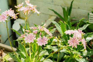 Saint Gallen, İsviçre, 19 Nisan 2025 Lewisia Cotyledon veya botanik bahçesindeki siskiyou lewisia bitkisi