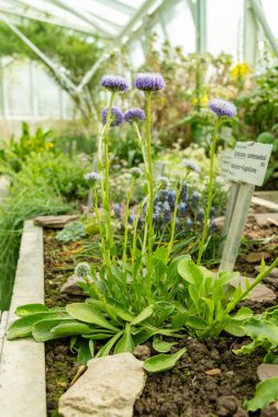 Saint Gallen, İsviçre, 19 Nisan 2025 Globularia Cambessedesii bitkisi botanik bahçesinde.
