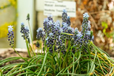 Saint Gallen, İsviçre, 19 Nisan 2025 Muscari Pulchellum bitkisi botanik bahçesinde.