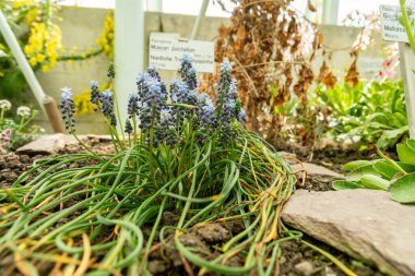 Saint Gallen, İsviçre, 19 Nisan 2025 Muscari Pulchellum bitkisi botanik bahçesinde.