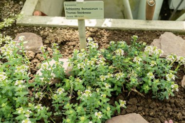 Saint Gallen, İsviçre, 19 Nisan 2025 Botanik Bahçesindeki Aethionema Thomasianum fabrikası