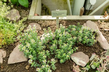 Saint Gallen, İsviçre, 19 Nisan 2025 Botanik Bahçesindeki Aethionema Thomasianum fabrikası