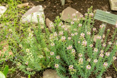 Saint Gallen, İsviçre, 19 Nisan 2025 Botanik Bahçesindeki Aethionema Diastrophis fabrikası