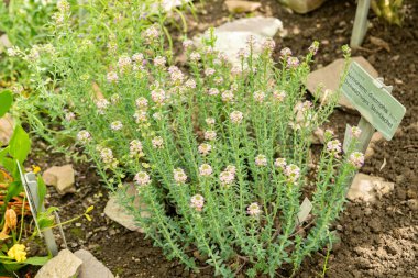 Saint Gallen, İsviçre, 19 Nisan 2025 Botanik Bahçesindeki Aethionema Diastrophis fabrikası