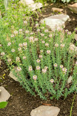 Saint Gallen, İsviçre, 19 Nisan 2025 Botanik Bahçesindeki Aethionema Diastrophis fabrikası