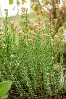Saint Gallen, İsviçre, 19 Nisan 2025 Botanik Bahçesindeki Aethionema Diastrophis fabrikası