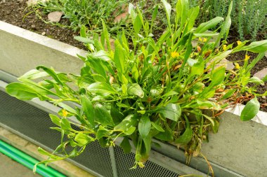 Saint Gallen, İsviçre, 19 Nisan 2025 Scorpiurus Muricatus veya botanik bahçesindeki dikenli akrep kuyruk fabrikası