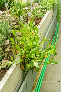 Saint Gallen, İsviçre, 19 Nisan 2025 Scorpiurus Muricatus veya botanik bahçesindeki dikenli akrep kuyruk fabrikası