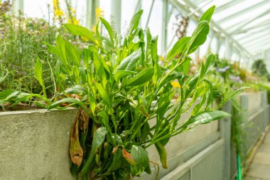 Saint Gallen, İsviçre, 19 Nisan 2025 Scorpiurus Muricatus veya botanik bahçesindeki dikenli akrep kuyruk fabrikası