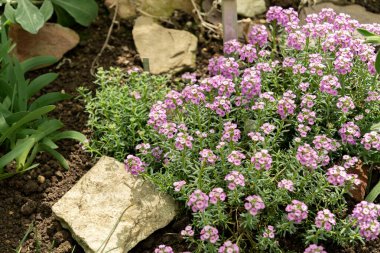 Saint Gallen, İsviçre, 19 Nisan 2025 Botanik Bahçesindeki Aethionema Schistosum fabrikası