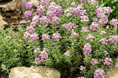 Saint Gallen, İsviçre, 19 Nisan 2025 Botanik Bahçesindeki Aethionema Schistosum fabrikası