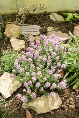 Saint Gallen, İsviçre, 19 Nisan 2025 Botanik Bahçesindeki Aethionema Schistosum fabrikası