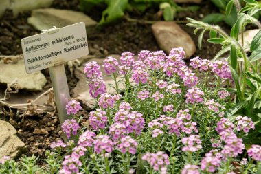 Saint Gallen, İsviçre, 19 Nisan 2025 Botanik Bahçesindeki Aethionema Schistosum fabrikası