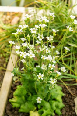 Saint Gallen, İsviçre, 19 Nisan 2025 Saxifraga Granulata veya botanik bahçesindeki çayırlık saksafon bitkisi