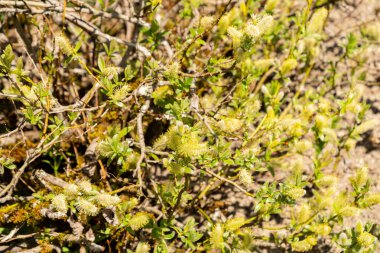 Saint Gallen, İsviçre, 19 Nisan 2025 Salix Hastata veya botanik bahçesindeki Halberd söğüt bitkisi