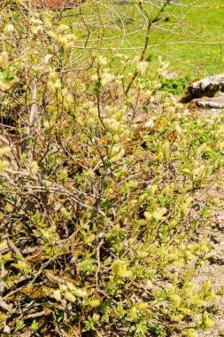 Saint Gallen, İsviçre, 19 Nisan 2025 Salix Hastata veya botanik bahçesindeki Halberd söğüt bitkisi