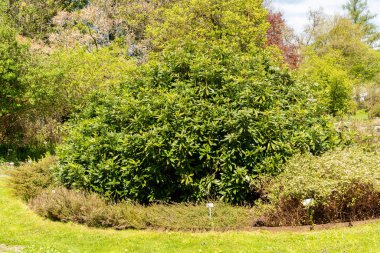 Saint Gallen, İsviçre, 19 Nisan 2025 Botanik Bahçesindeki Rhododendron Ponticum fabrikası