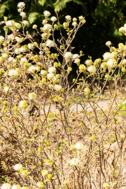 Saint Gallen, İsviçre, 19 Nisan 2025 Fothergilla Gardenii veya botanik bahçesindeki cadı gülü fabrikası