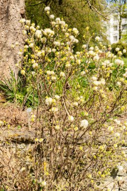 Saint Gallen, İsviçre, 19 Nisan 2025 Fothergilla Gardenii veya botanik bahçesindeki cadı gülü fabrikası
