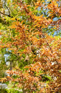 Saint Gallen, İsviçre, 19 Nisan 2025 Prunus Cerasifera Hessei veya botanik bahçesindeki kiraz eriği bitkisi