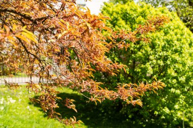 Saint Gallen, İsviçre, 19 Nisan 2025 Prunus Cerasifera Hessei veya botanik bahçesindeki kiraz eriği bitkisi