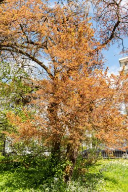 Saint Gallen, İsviçre, 19 Nisan 2025 Prunus Cerasifera Hessei veya botanik bahçesindeki kiraz eriği bitkisi
