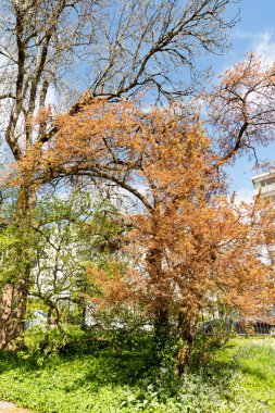 Saint Gallen, İsviçre, 19 Nisan 2025 Prunus Cerasifera Hessei veya botanik bahçesindeki kiraz eriği bitkisi
