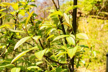 Saint Gallen, İsviçre, 19 Nisan 2025 Salix Moupinensis veya botanik bahçesindeki Moupin söğüt bitkisi