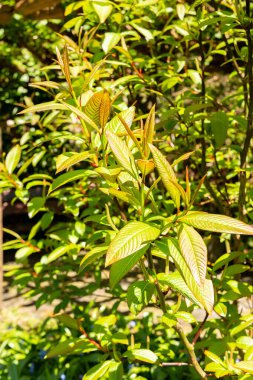 Saint Gallen, İsviçre, 19 Nisan 2025 Salix Moupinensis veya botanik bahçesindeki Moupin söğüt bitkisi