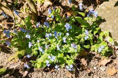 Saint Gallen, İsviçre, 19 Nisan 2025 Omphalodes Cappadocica veya botanik bahçesindeki kapadokyacı Navelwort fabrikası