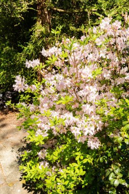 Saint Gallen, İsviçre, 19 Nisan 2025 Rhododendron Schlippenbachii veya botanik bahçesindeki kraliyet açelya bitkisi