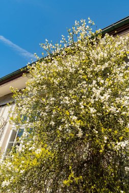 Saint Gallen, İsviçre, 19 Nisan 2025 Poncirus Trifoliata fabrikası botanik bahçesinde.