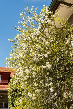 Saint Gallen, İsviçre, 19 Nisan 2025 Poncirus Trifoliata fabrikası botanik bahçesinde.