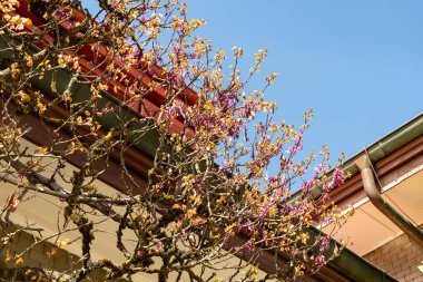Saint Gallen, İsviçre, 19 Nisan 2025 Cercis Siliquastrum veya botanik bahçesindeki Judas ağacı