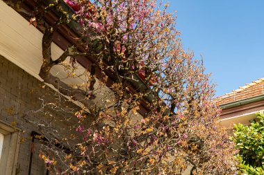 Saint Gallen, İsviçre, 19 Nisan 2025 Cercis Siliquastrum veya botanik bahçesindeki Judas ağacı