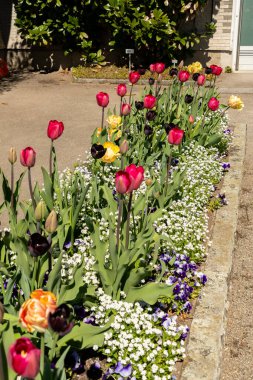 Saint Gallen, İsviçre, 19 Nisan 2025 Botanik Bahçesinde farklı lale çiçekleri