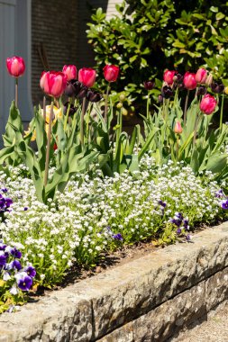 Saint Gallen, İsviçre, 19 Nisan 2025 Botanik Bahçesinde farklı lale çiçekleri