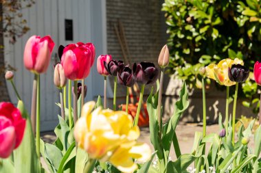 Saint Gallen, İsviçre, 19 Nisan 2025 Botanik Bahçesinde farklı lale çiçekleri