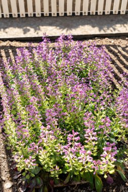 Saint Gallen, İsviçre, 19 Nisan 2025 Thlaspi Bulbosum bitkisi botanik bahçesinde