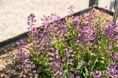 Saint Gallen, İsviçre, 19 Nisan 2025 Thlaspi Bulbosum bitkisi botanik bahçesinde