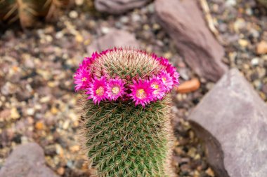 Saint Gallen, İsviçre, 19 Nisan 2025 Mammillaria sp bitkisi botanik bahçesinde.