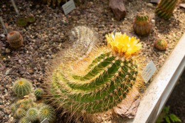 Saint Gallen, İsviçre, 19 Nisan 2025 Parodia Echinopsoides bitkisi botanik bahçesinde