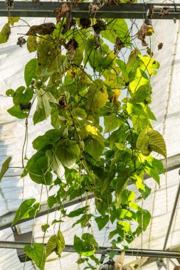 Saint Gallen, İsviçre, 19 Nisan 2025 Aristolochia Grandiflora veya botanik bahçesindeki pelikan çiçeği