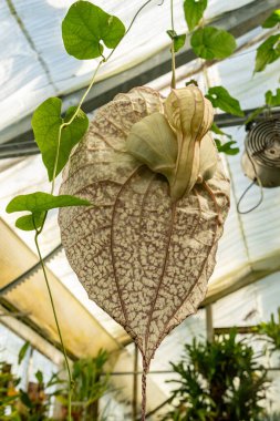 Saint Gallen, İsviçre, 19 Nisan 2025 Aristolochia Grandiflora veya botanik bahçesindeki pelikan çiçeği