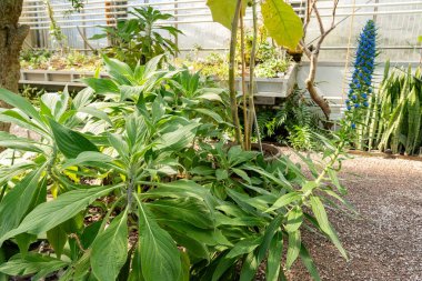 Saint Gallen, İsviçre, 19 Nisan 2025 Echium Candicans veya botanik bahçesindeki Madeira fabrikasının gururu