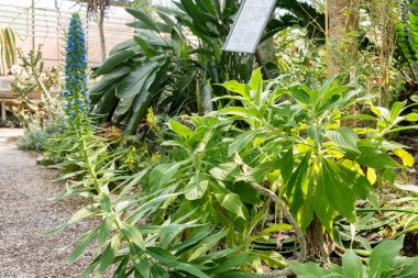 Saint Gallen, İsviçre, 19 Nisan 2025 Echium Candicans veya botanik bahçesindeki Madeira fabrikasının gururu