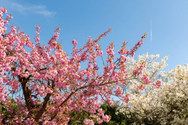 Saint Gallen, İsviçre, 19 Nisan 2025 Prunus Serrulata Kanzan veya botanik bahçesindeki Japon kiraz bitkisi