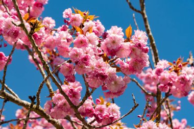 Saint Gallen, İsviçre, 19 Nisan 2025 Prunus Serrulata Kanzan veya botanik bahçesindeki Japon kiraz bitkisi
